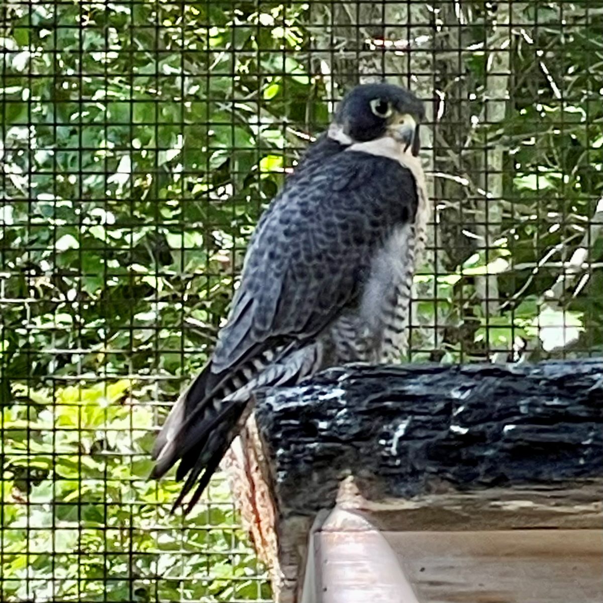 Enclosure For Falcons Rocks vins-vermont-raptor-enclosure-peregrine-falcon – Pennington Passages