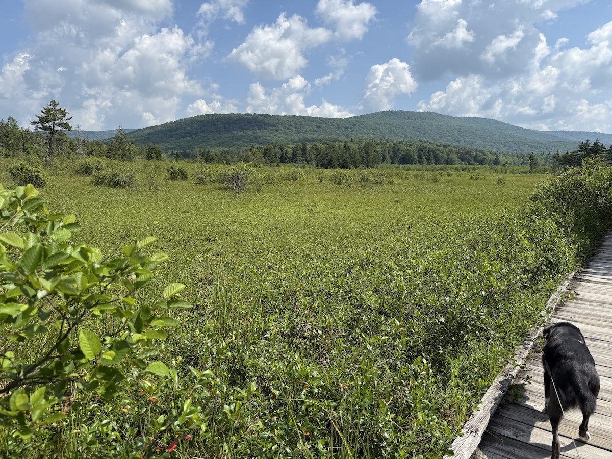 Cranberry Glades Wilderness and the Highland Scenic Highway of WV