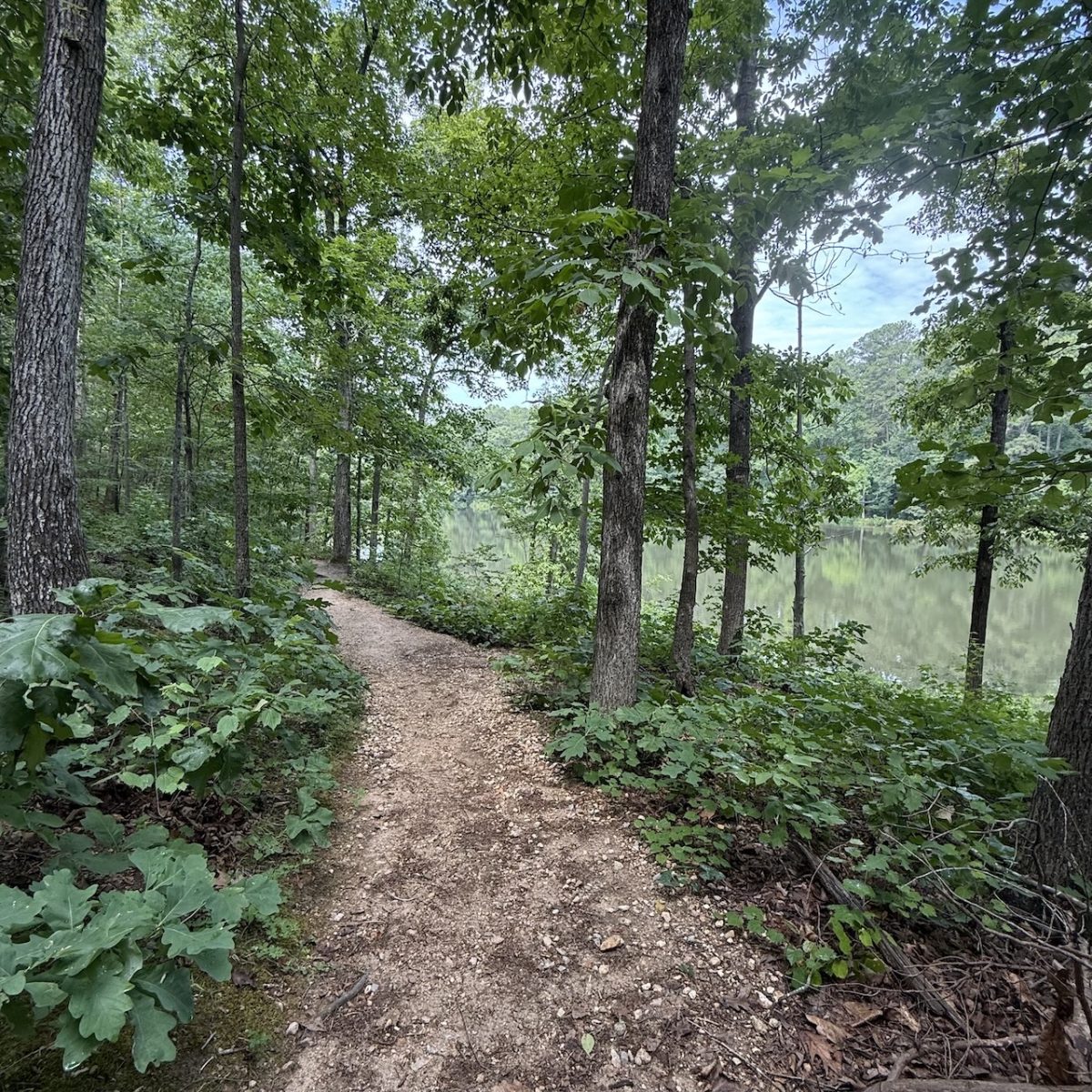 Hiking in Raleigh, NC: Durant Nature Preserve